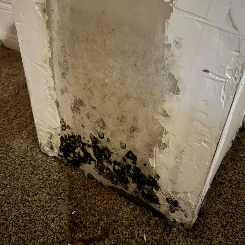 Professional Mold Removal in West Haven, UT